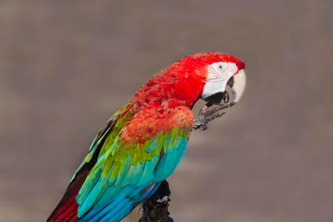 Scarlet macaw Stock Photos