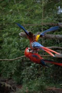 Scarlet Macaw Stock Photos