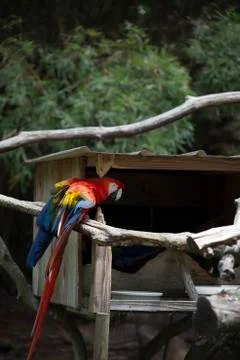 Scarlet Macaw Stock Photos