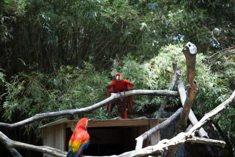 Scarlet Macaw Stock Photos