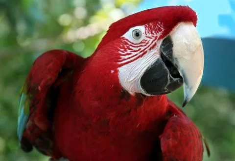 Scarlet Macaw Photos