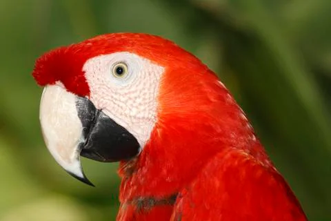 Scarlet Macaw 写真素材