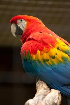 Scarlet macaw Stock Photos