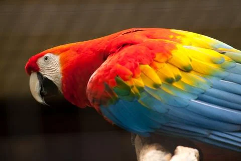 Scarlet macaw Stock Photos