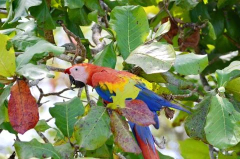 Scarlet Macaw  Stock Photos