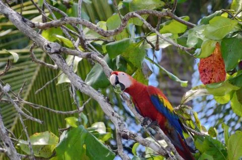 Scarlet Macaw  Stock Photos