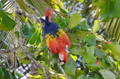Scarlet Macaw  Stock Photos