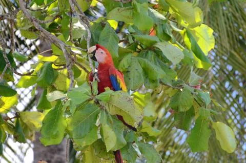 Scarlet Macaw  Stock Photos