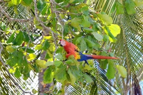 Scarlet Macaw  Stock Photos
