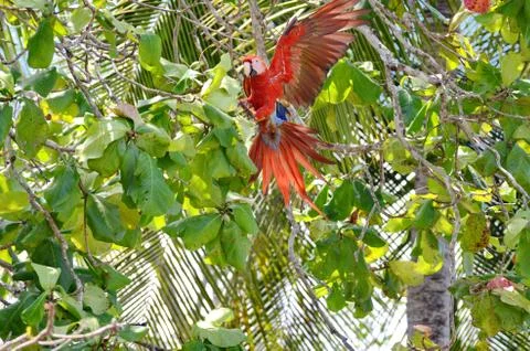 Scarlet Macaw  Stock Photos