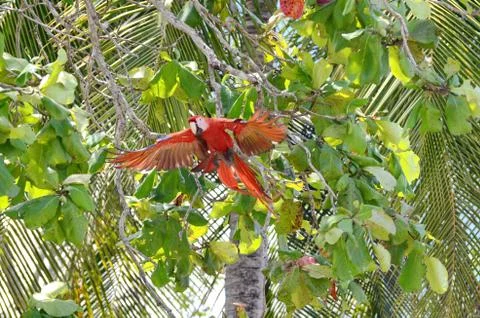 Scarlet Macaw  Stock Photos