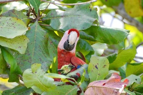 Scarlet Macaw  Stock Photos