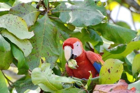 Scarlet Macaw  Stock Photos