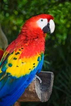 Scarlet Macaw Stock Photos