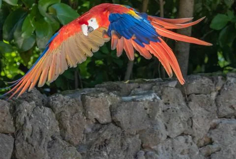 Scarlet macaw Stockfoto's