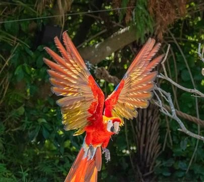 Scarlet macaw Stockfoto's