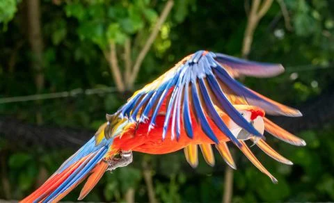Scarlet macaw Stock Photos
