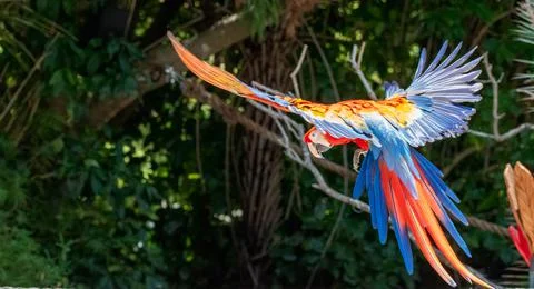 Scarlet macaw Stock Photos