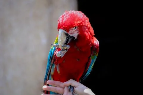 Scarlet macaw Stock-Fotos