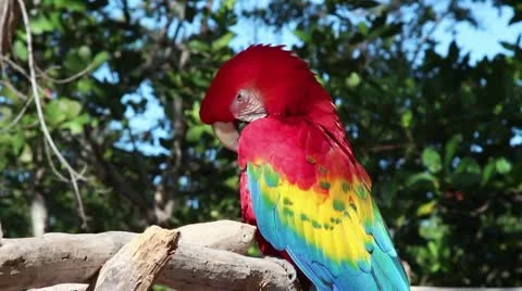 Scarlet Macaw preening Stock Footage 20955323