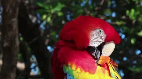 Scarlet Macaw preening Stock Footage 20956103