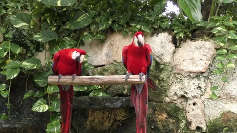 Scarlet Macaw, the red parrots perching Video stock 71276029