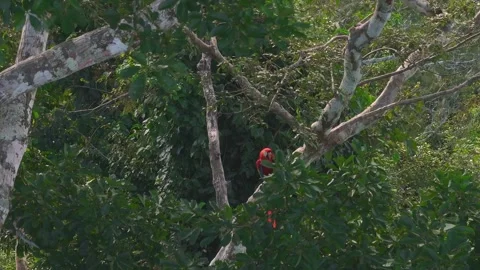 Scarlet Macaw Resting on Tree Branch in Tambopata, Peru, Aerial Telephoto Stock Footage 314328932