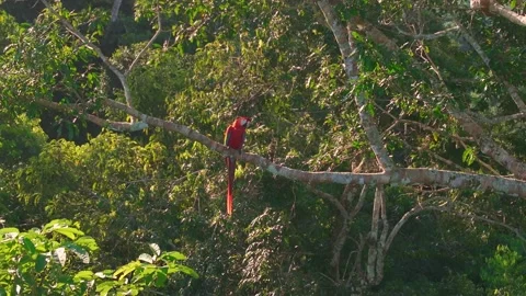 Scarlet Macaw Resting on Tree Branch in Tambopata, Peru, Aerial Telephoto Stock Footage 314329830