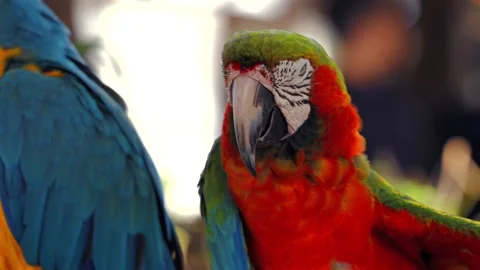 Scarlet macaw scratching head with raised claw Stock Footage 335226752