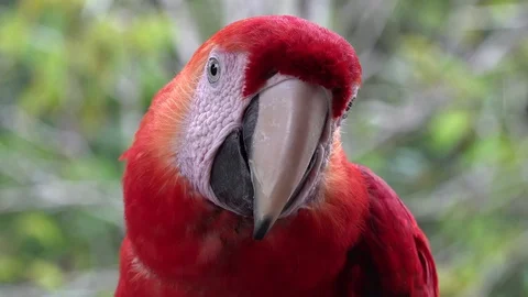 Scarlet Macaw sit it the amazon rainforest looking around portrait Stock Footage 103277979