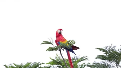 Scarlet Macaw sit in the tree tops in rainforest looking around close up Stock Footage 158937640