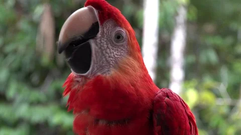 Scarlet Macaw sitting it the amazon rainforest looking around and chew Stock Footage 103425298