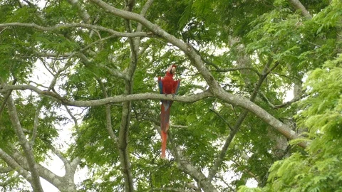 Scarlet Macaw with slightly opened wings resting in a tree in Costa Rica Stock Footage 95604911