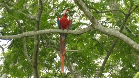 Scarlet Macaw with slightly opened wings resting in a tree in Costa Rica - 24fps Stock Footage 104122747