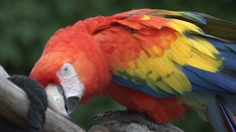 Scarlet Macaw, Slow Motion Stock Footage 64894444