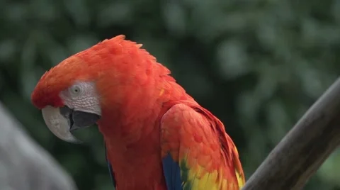 Scarlet Macaw, Slow Motion Stock Footage 64894635