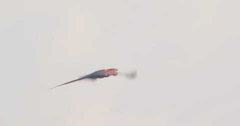 Scarlet Macaw soaring gracefully over the Peruvian rainforest in stunning Video stock 301770570