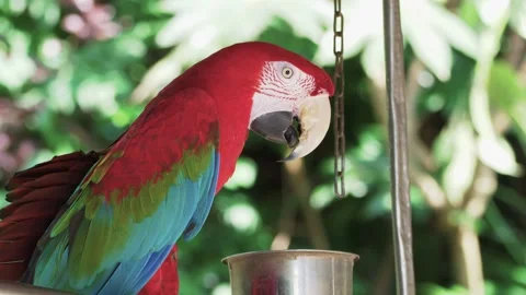 Scarlet Macaw standing Video stock 155872229
