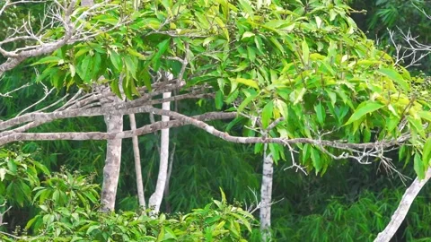 Scarlet Macaw Taking Off from Fruiting Tree in Tambopata, Peru, Aerial Telephoto Stock Footage 314331271