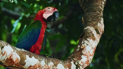 Scarlet Macaw on Tree Stock Footage 323143100
