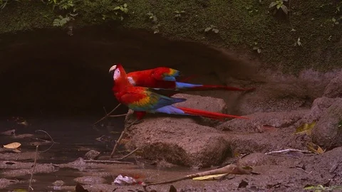 Scarlet Macaws  - Amazon - 60p - 4K in origin Stock Footage 73076980