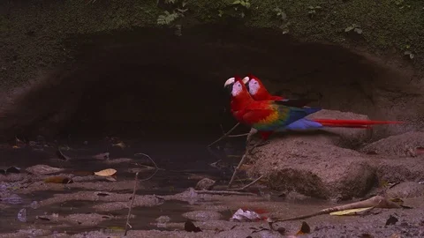 Scarlet Macaws in the Amazon Stock-Footage 73077095