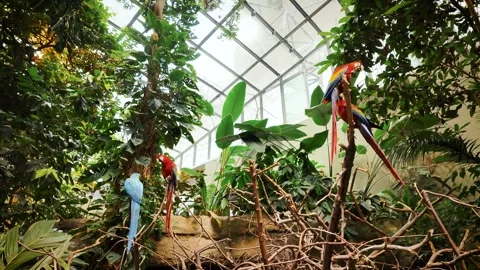 Scarlet Macaws and Tropical Rainforest Habitat Inside Montreal Biodome Stockbeeldmateriaal 342303244
