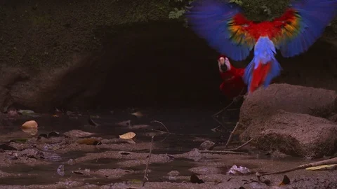 Scarlet Macaws at a clay lick in the Amazon rainforest. Vídeo Stock 73067758