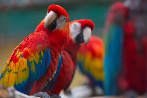 Scarlet Macaws Close Up Stock Photos