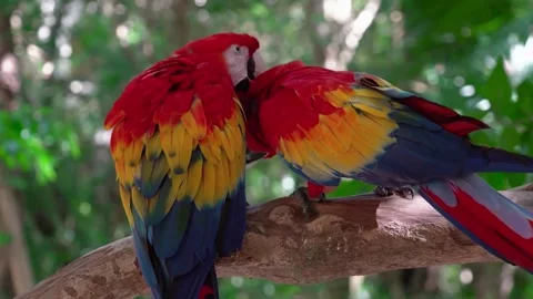 Scarlet Macaws cuddling on branch. Stock Footage 305290777