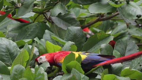 Scarlet Macaws feed on fruit in lowland rainforest tree close up Stock Footage 158937678