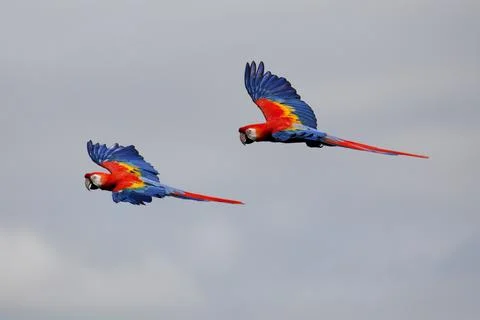Scarlet Macaws in Flight Stock Photos