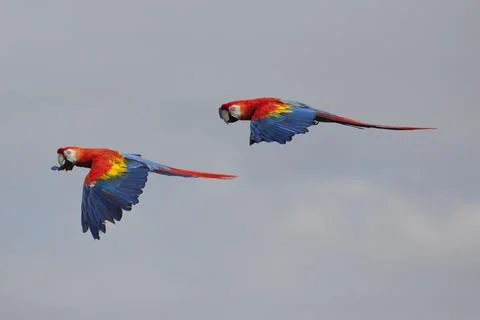 Scarlet Macaws in Flight Stock Photos