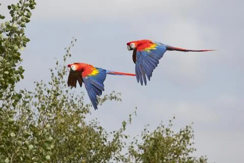Scarlet Macaws in Flight Stock Photos